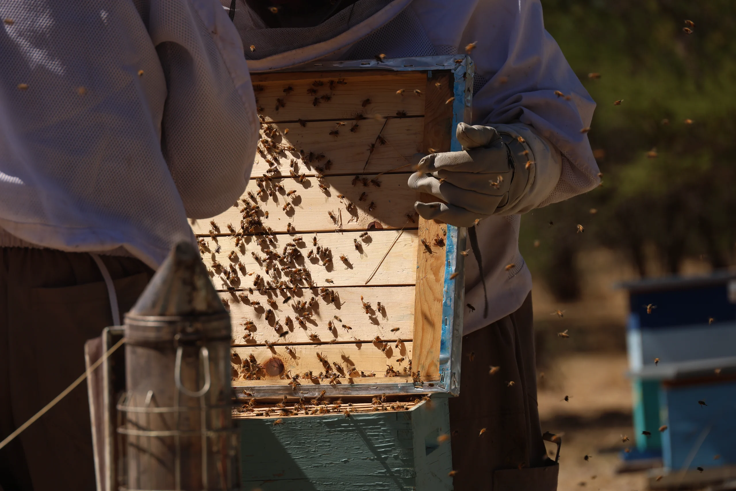 Marco con abejas durante la revisión