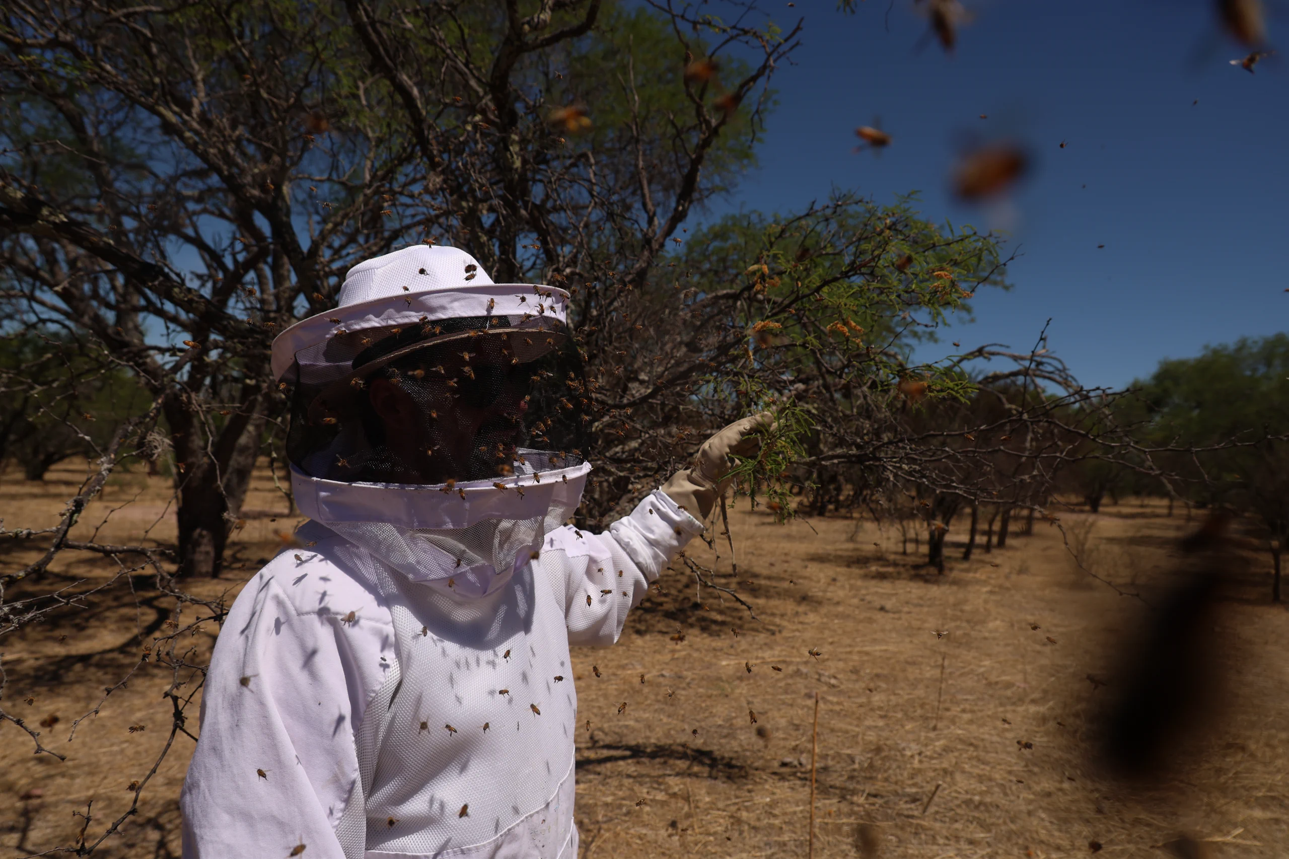 Cosecha de miel en campo